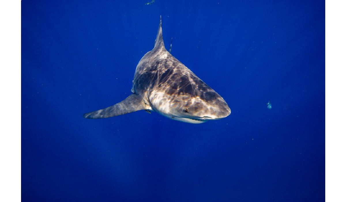 Playas de Florida: ¿Cuáles son las más peligrosas por ataques de tiburones?