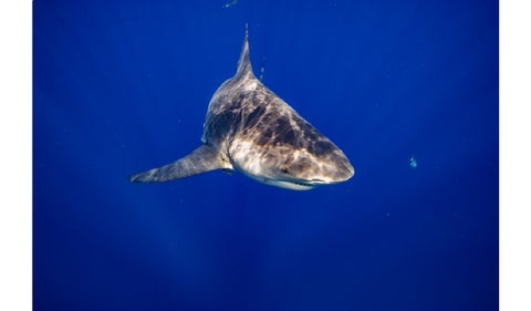 Playas de Florida: ¿Cuáles son las más peligrosas por ataques de tiburones?