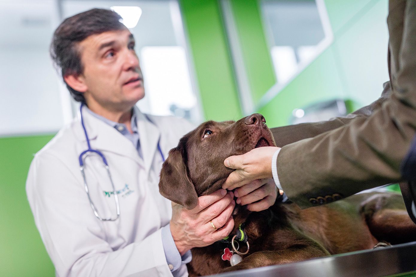 Desparasitar Mascotas y su importancia