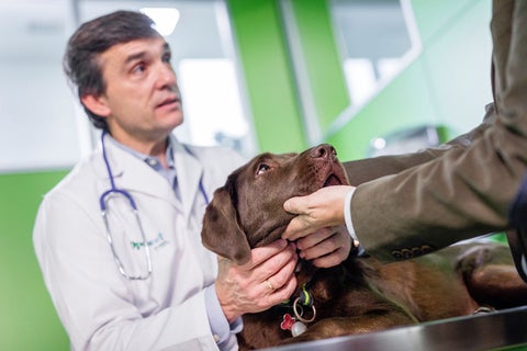 Desparasitar Mascotas y su importancia