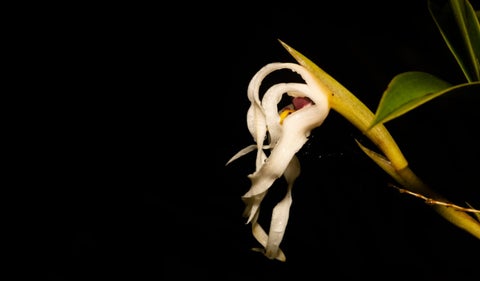 Descubren nueva especie de orquídea, Maxillaria andina
