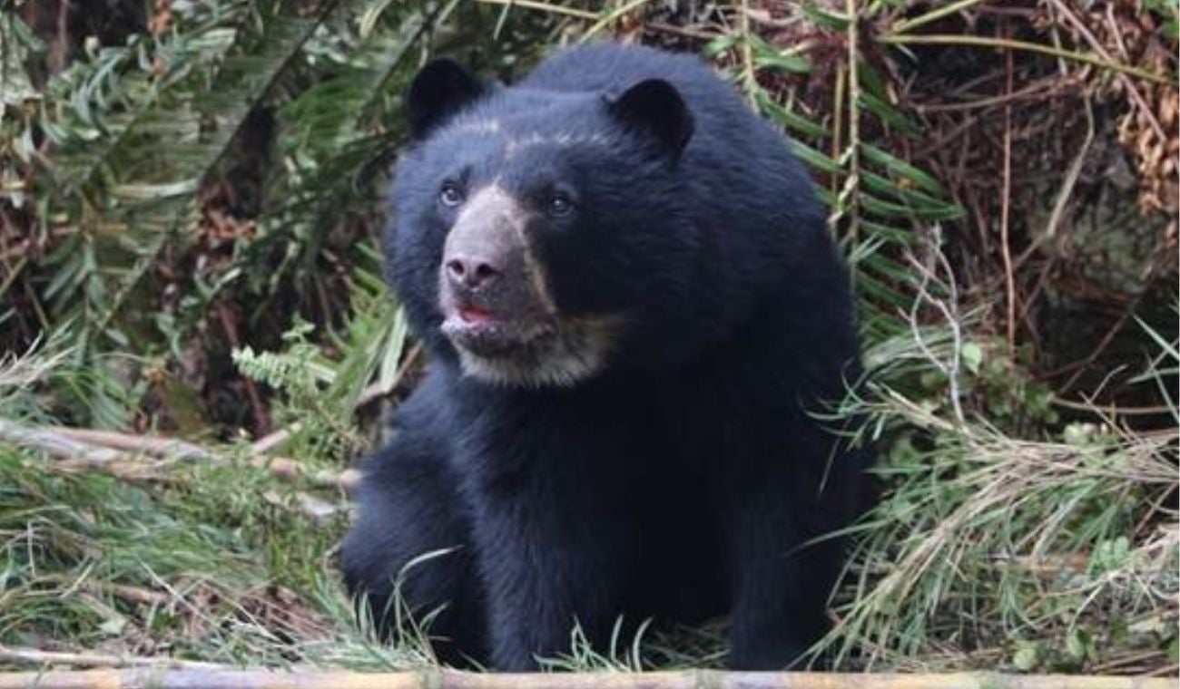 Oso de anteojos