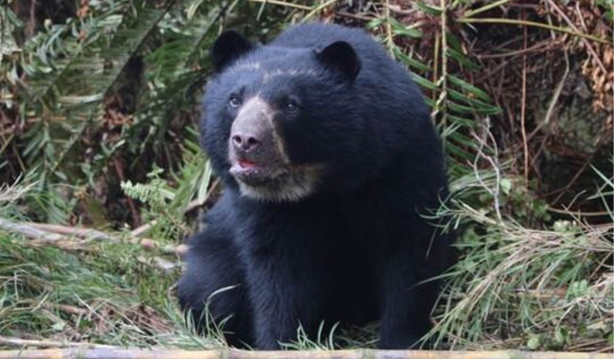 Oso de anteojos