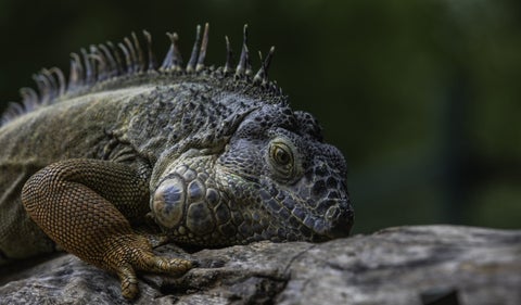 3.722 especies en peligro de extinción por desastres naturales