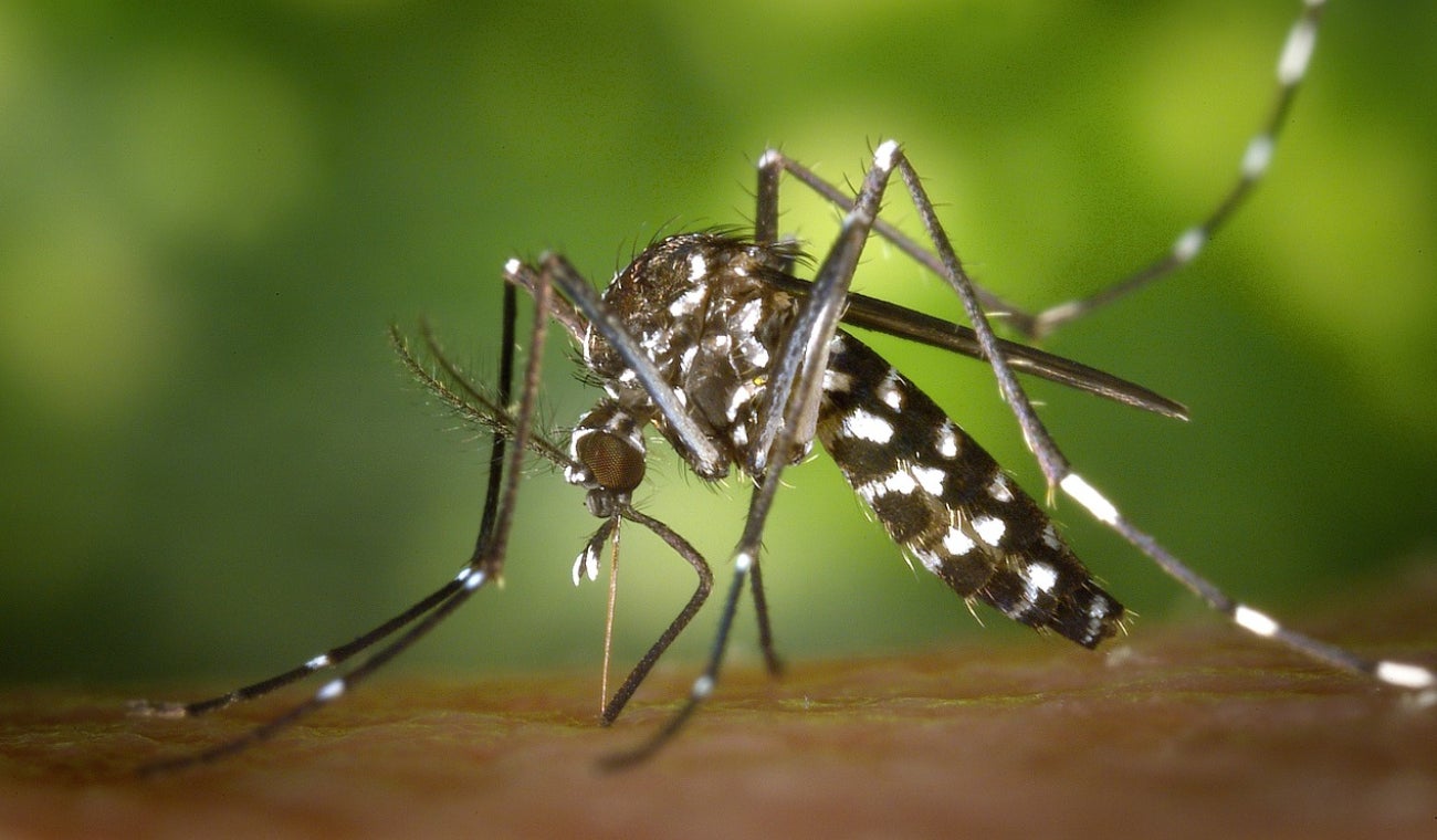 Virus Oropouche