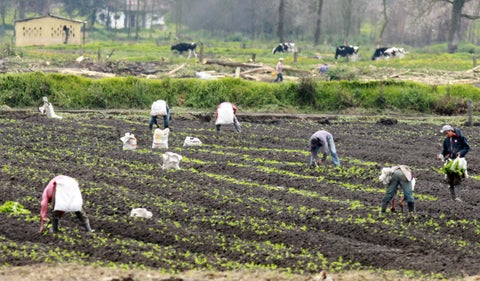 Agricultores en Colombia