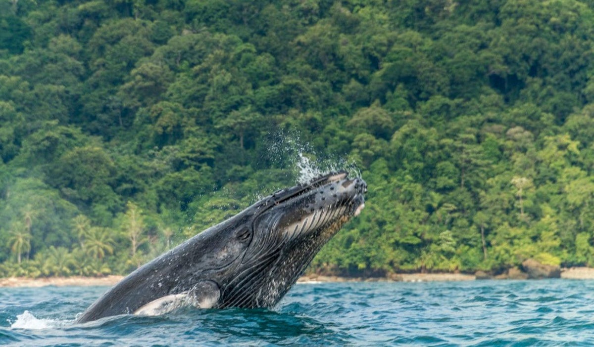 Avistamiento de ballenas