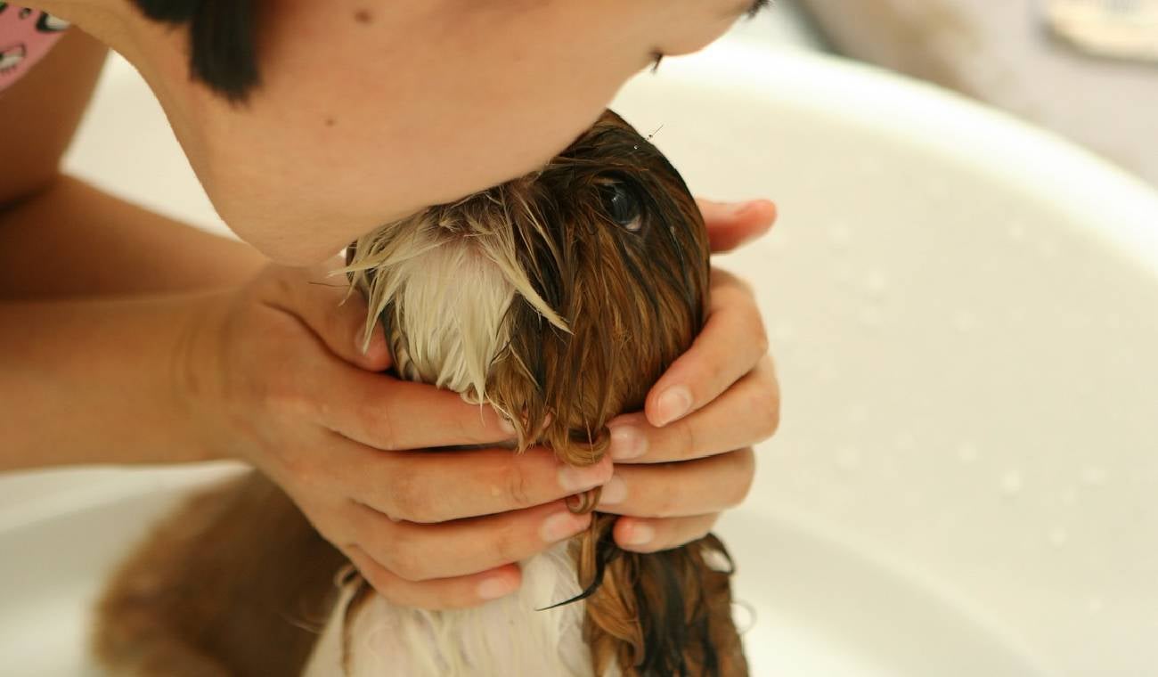 Con qué jabón se debe bañar a un perro