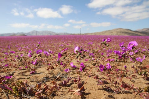Desierto de Atacama