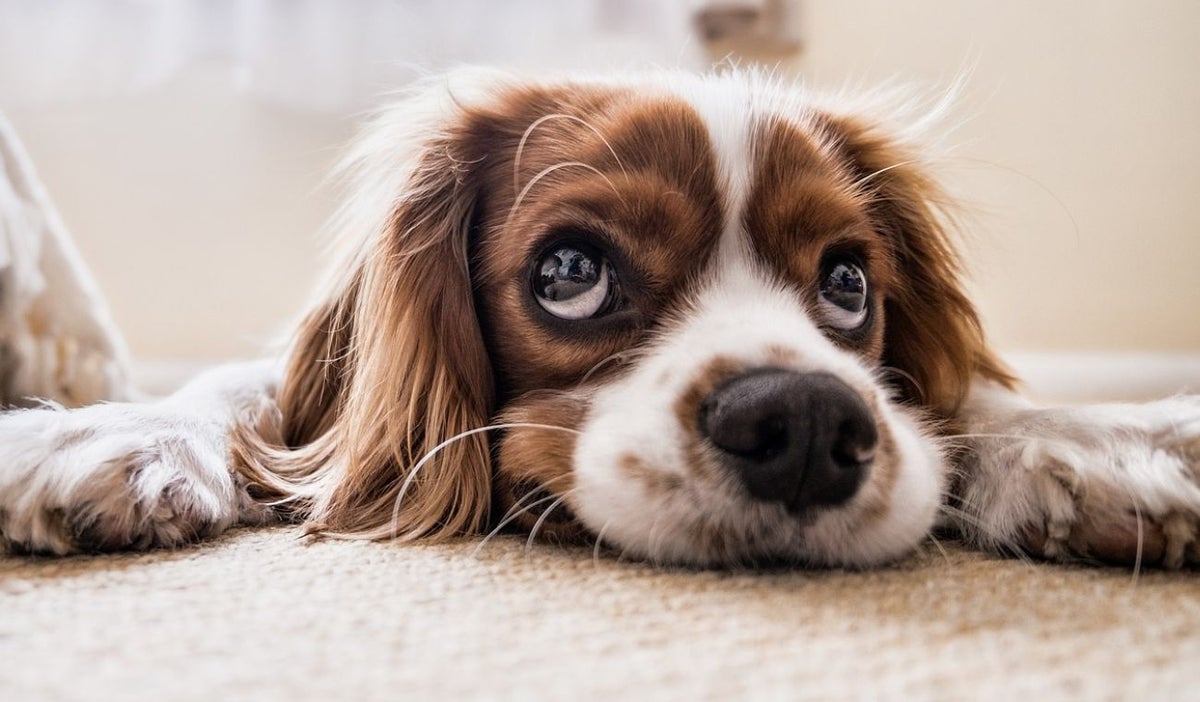 Día Mundial del Perro: 5 consejos para relajar a su peludo
