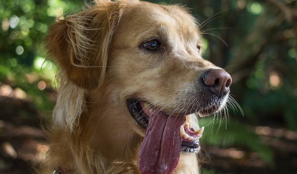Por qué los perros jadean tanto