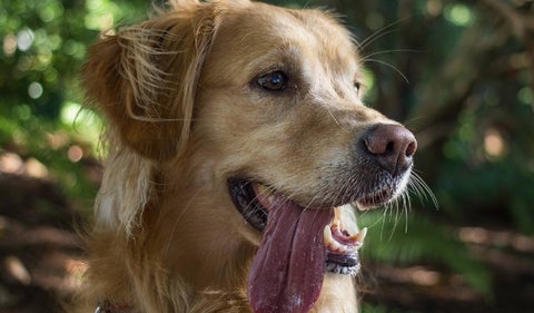 Por qué los perros jadean tanto