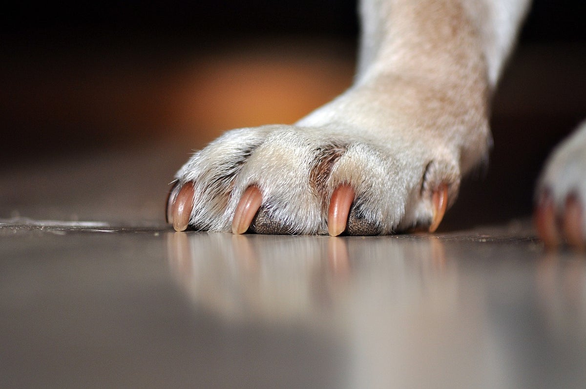 Pata de perro