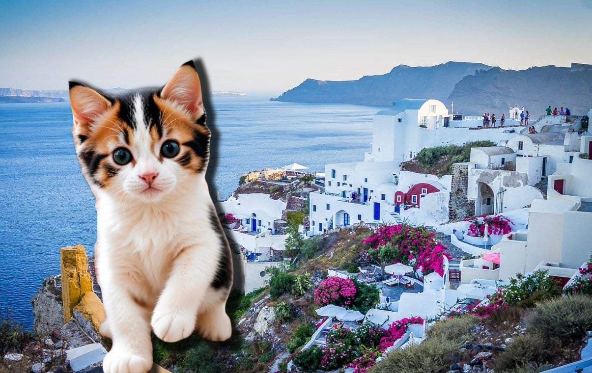 Trabajo con gatos en Grecia