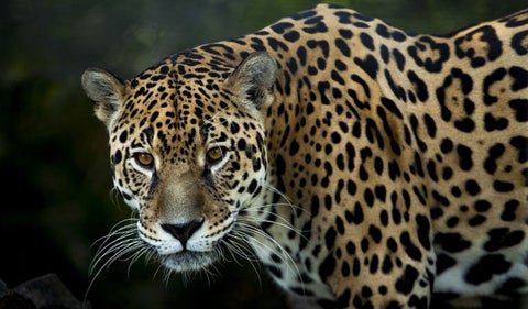 La misión de salvar a un jaguar: así fue el traslado al Parque Jaime Duque