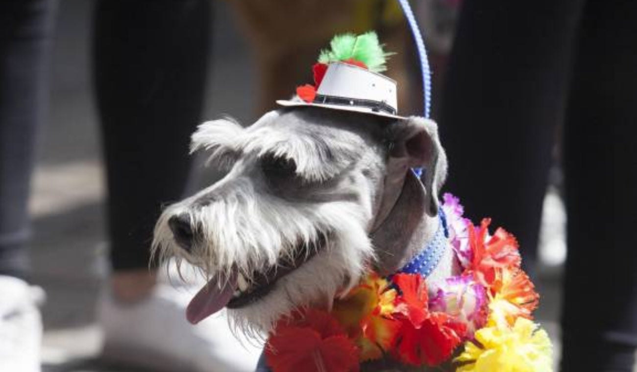 Actividades para mascotas en la Feria de las Flores