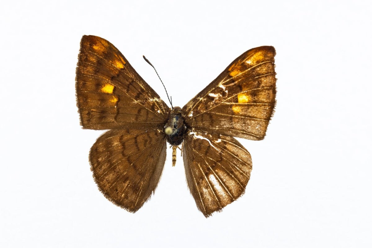 Descubren nueva especie de mariposa en Colombia