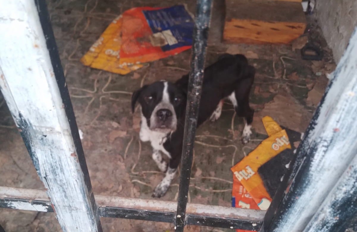 Perros maltratados