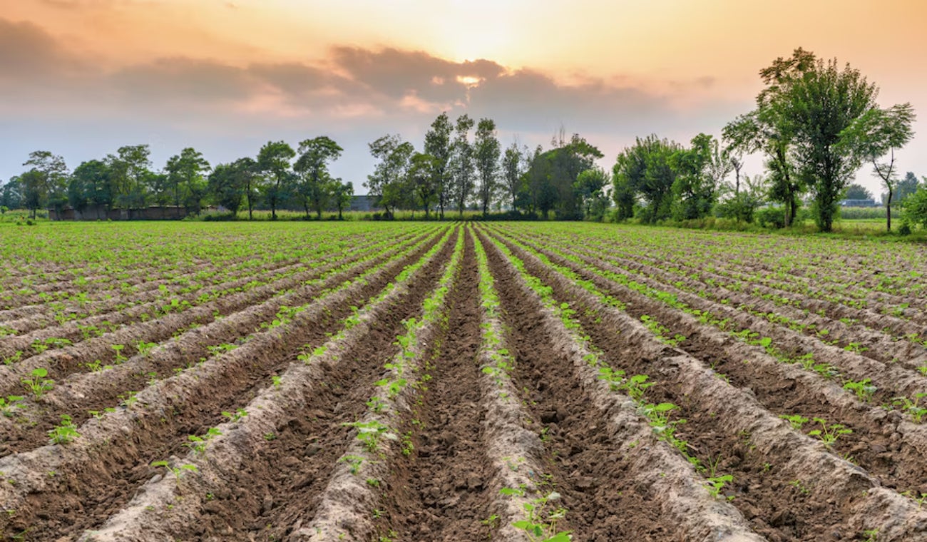 Sector agro en Colombia es el más perjudicado por huelga estibadores en EE.UU.