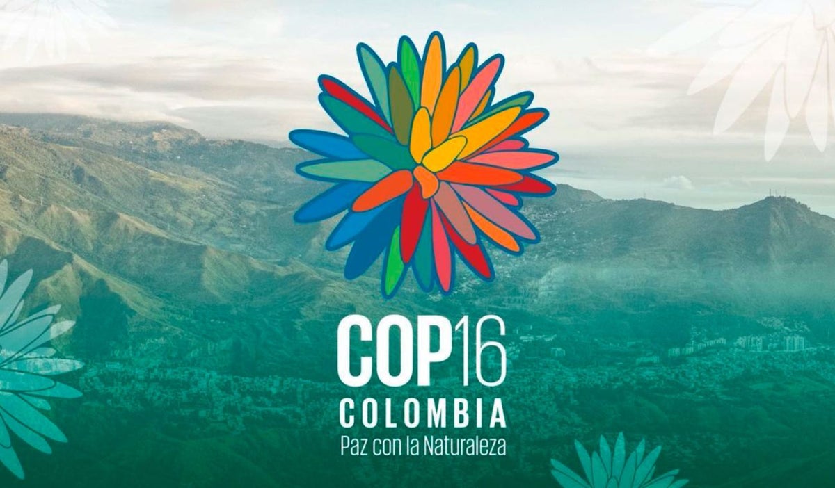 COP16