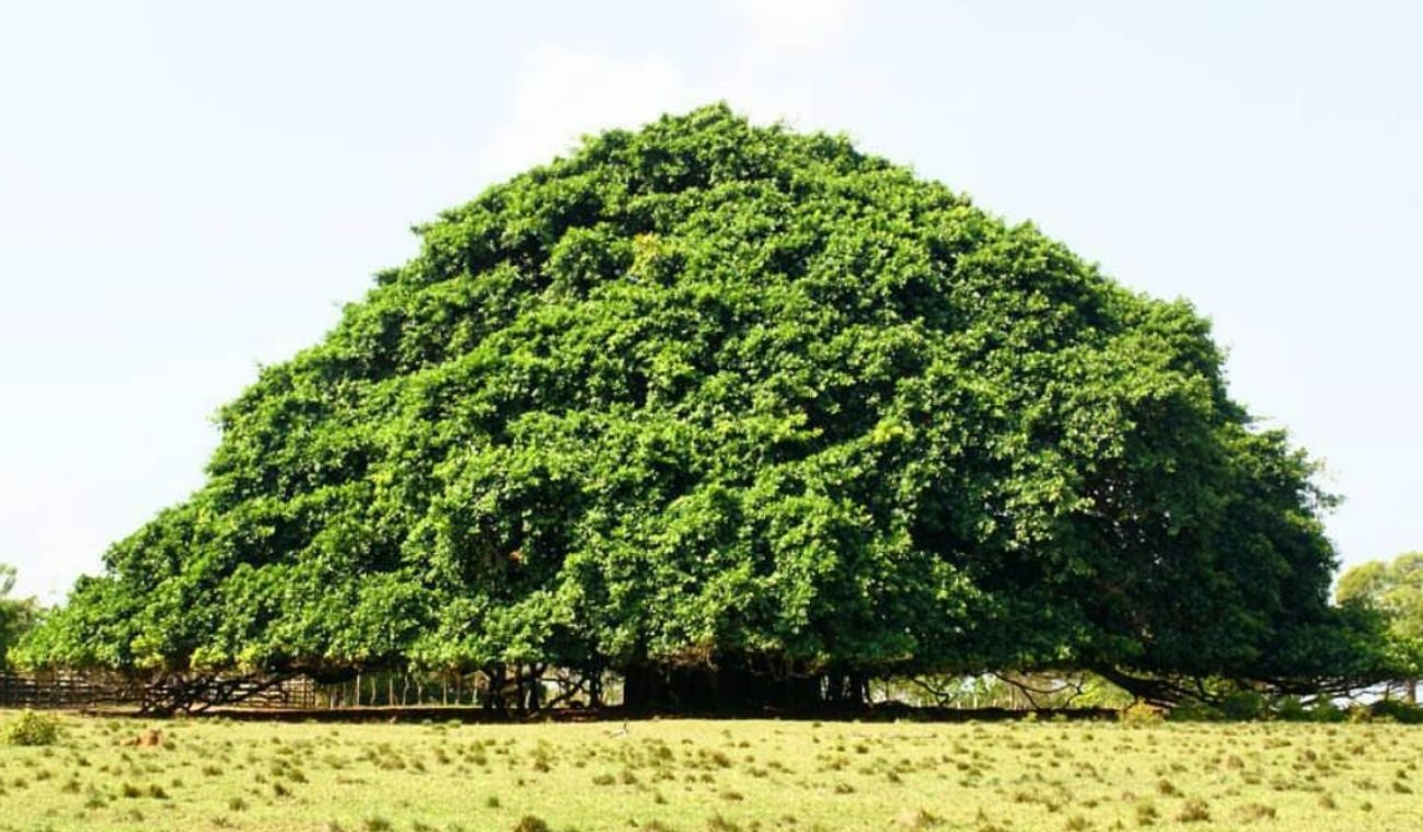 Árbol más grande de Colombia