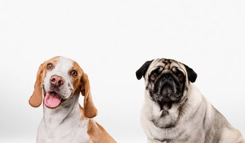 Dog Fest Bogotá: El evento imperdible para amantes de los perros