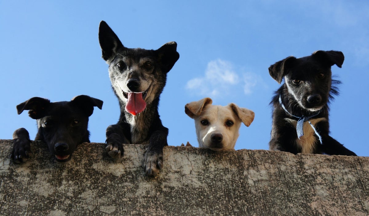 Mascotas