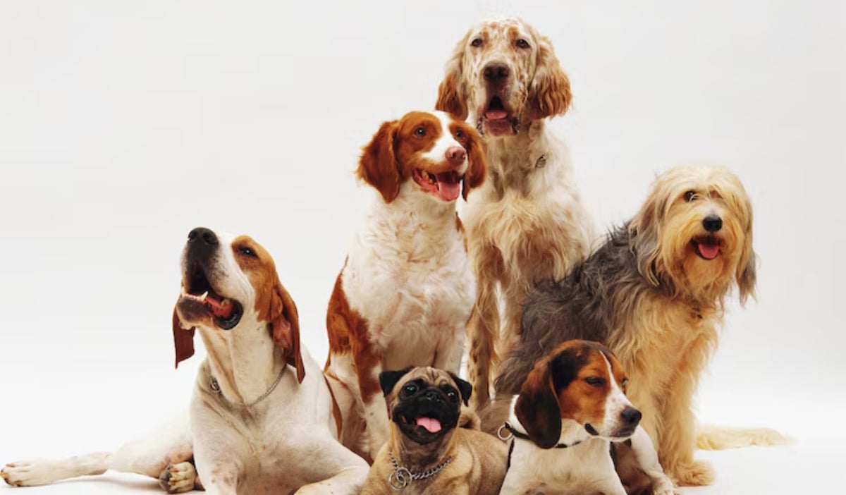 La Corte Constitucional de Colombia prohíbe embargar mascotas en procesos legales