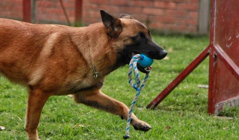 Perros