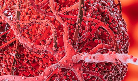 Descubre la importancia de los triglicéridos para tu salud cardiovascular