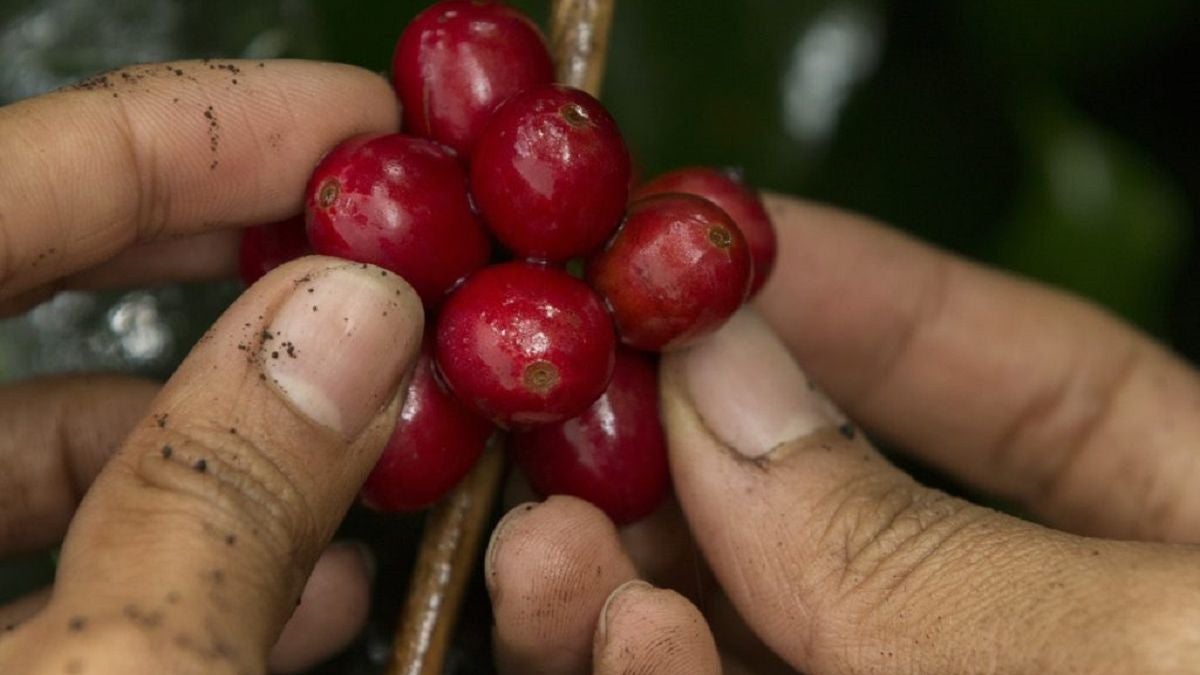 Cosecha cafetera -2024