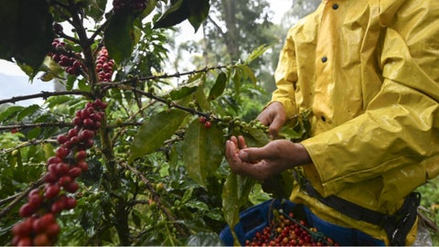 El invierno ha agudizado en las últimas semanas la recolección del grano de café