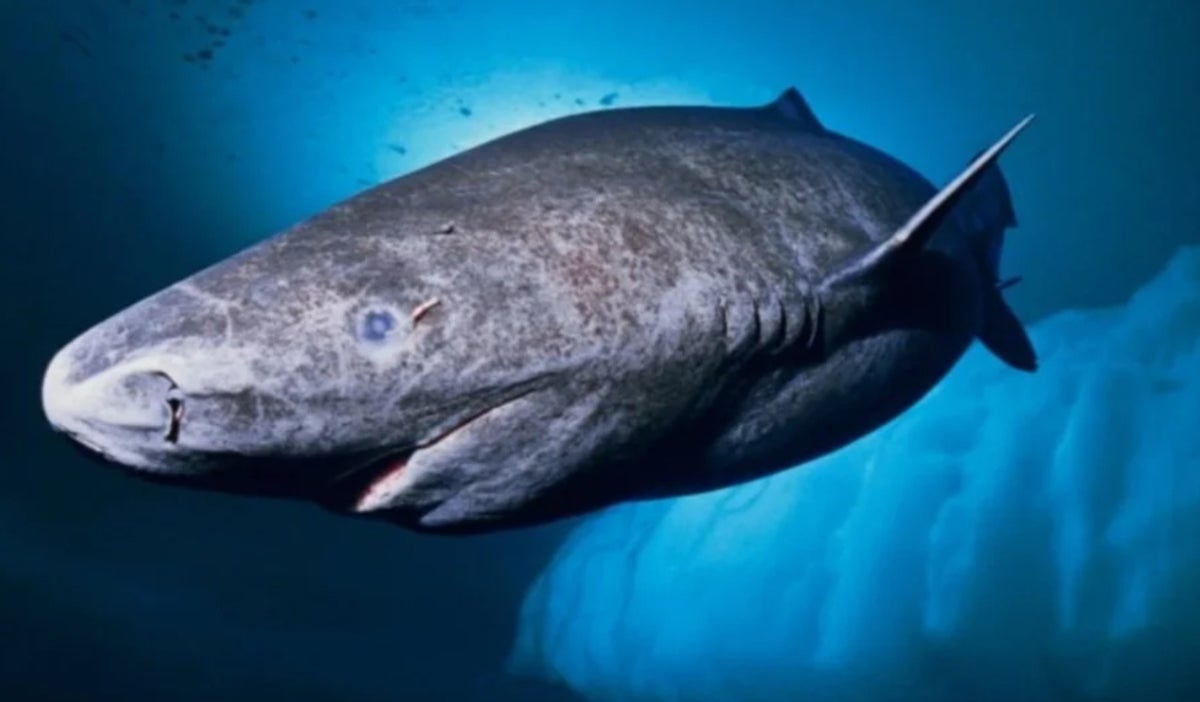El enigmático tiburón de Groenlandia: longevidad y misterio en las profundidades del Ártico.