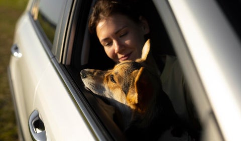 Uber ahora permite viajes con mascotas
