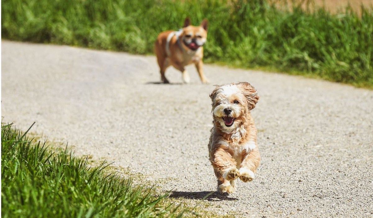 ¿Qué vacunas debe aplicarle a su perro?