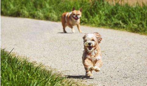 ¿Qué vacunas debe aplicarle a su perro?