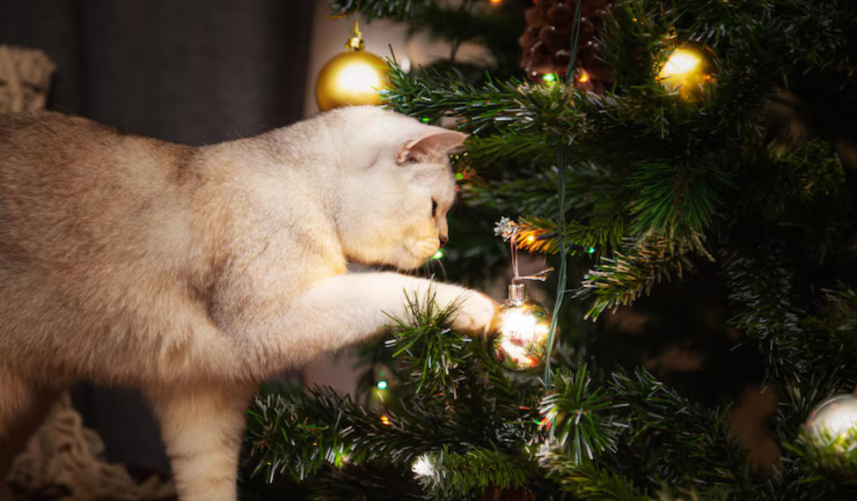 gato Navidad