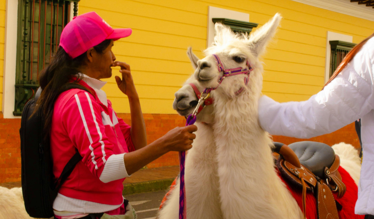 Llama muere en Bogotá: casos de maltrato animal aumentan