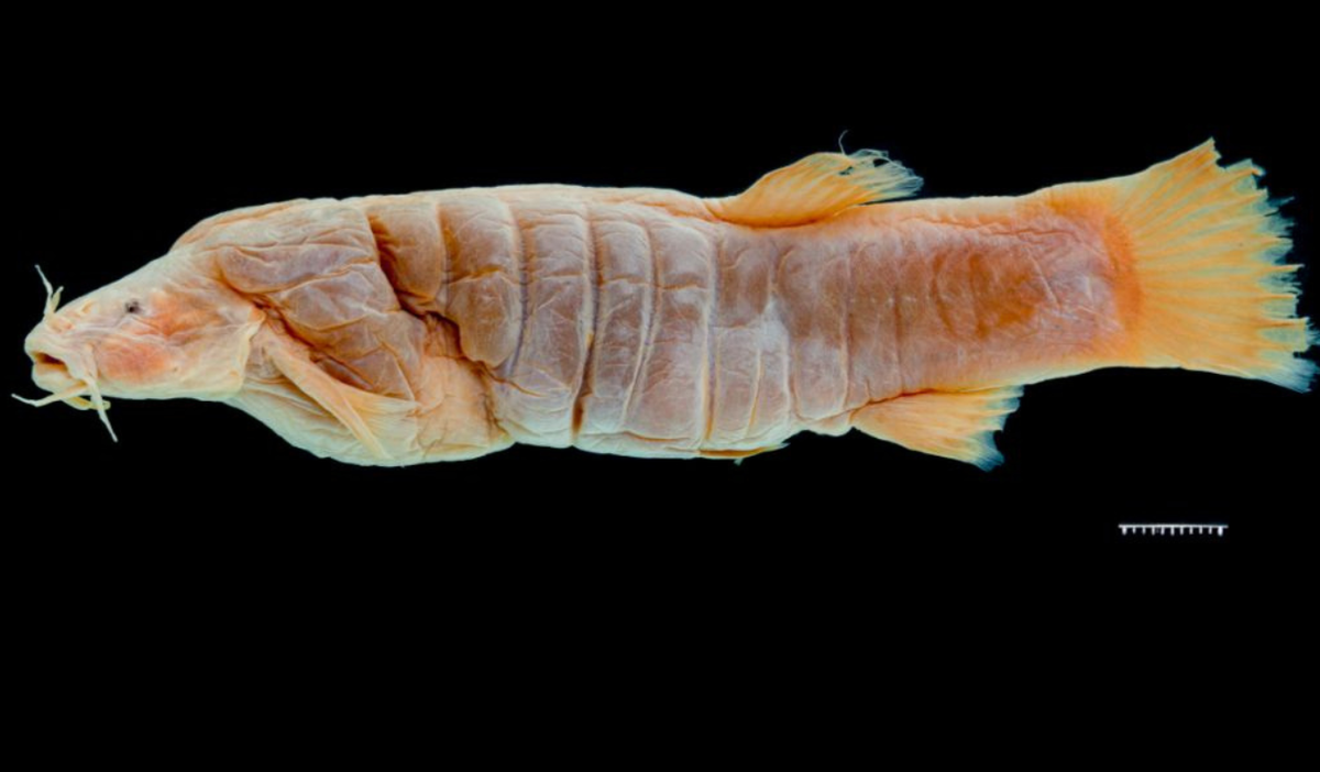 El enigma del pez graso de Rhizosomichthys totae en el Lago de Tota