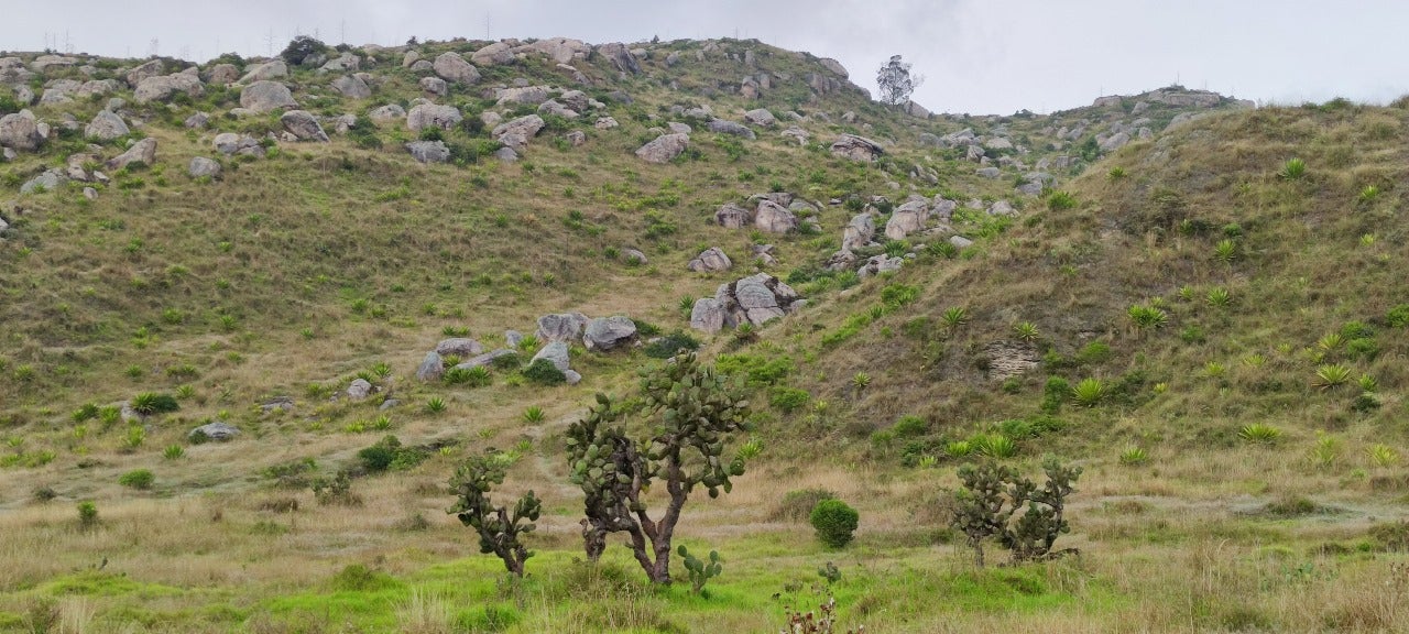 Zona de reserva ambiental matorral altoandino