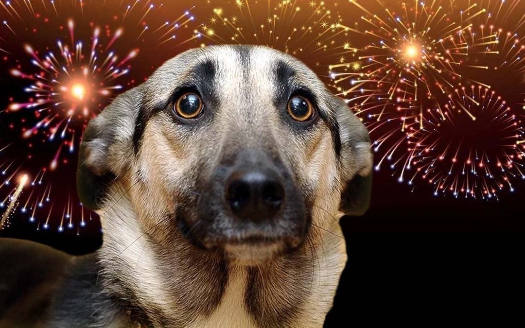 Más de 40 animales resultaron desorientados