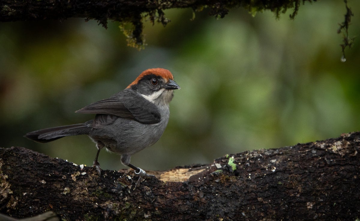 Aves en peligro de extinción - Instituto Humboldt