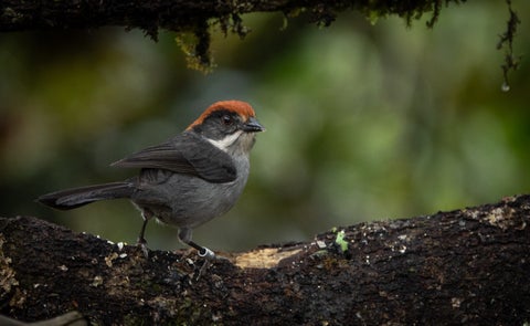 Aves en peligro de extinción - Instituto Humboldt