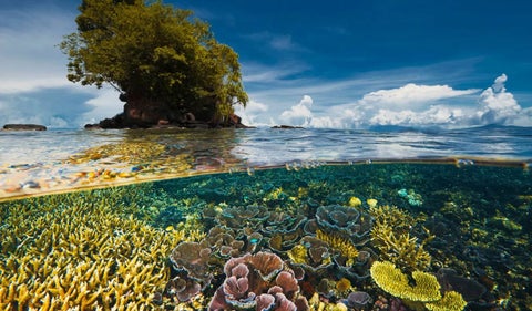 Biodiversidad