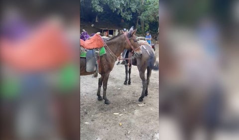 Caballos en el Parque Tayrona