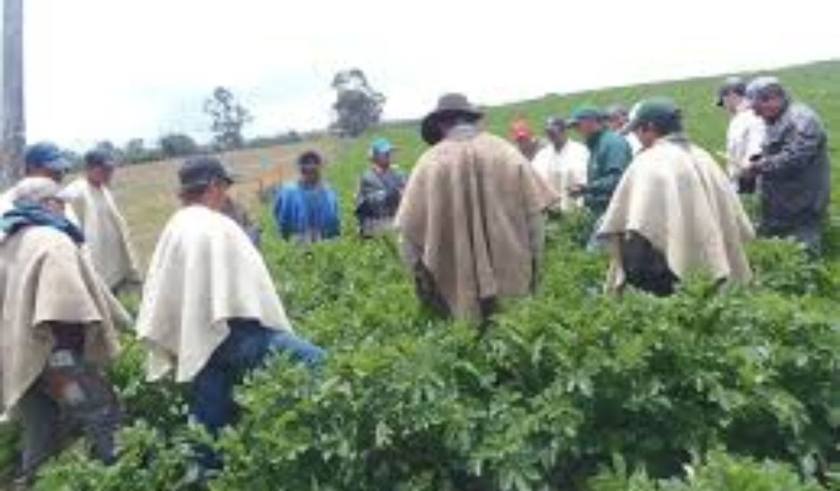 Cultivos en Colombia