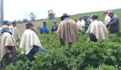 Cultivos en Colombia