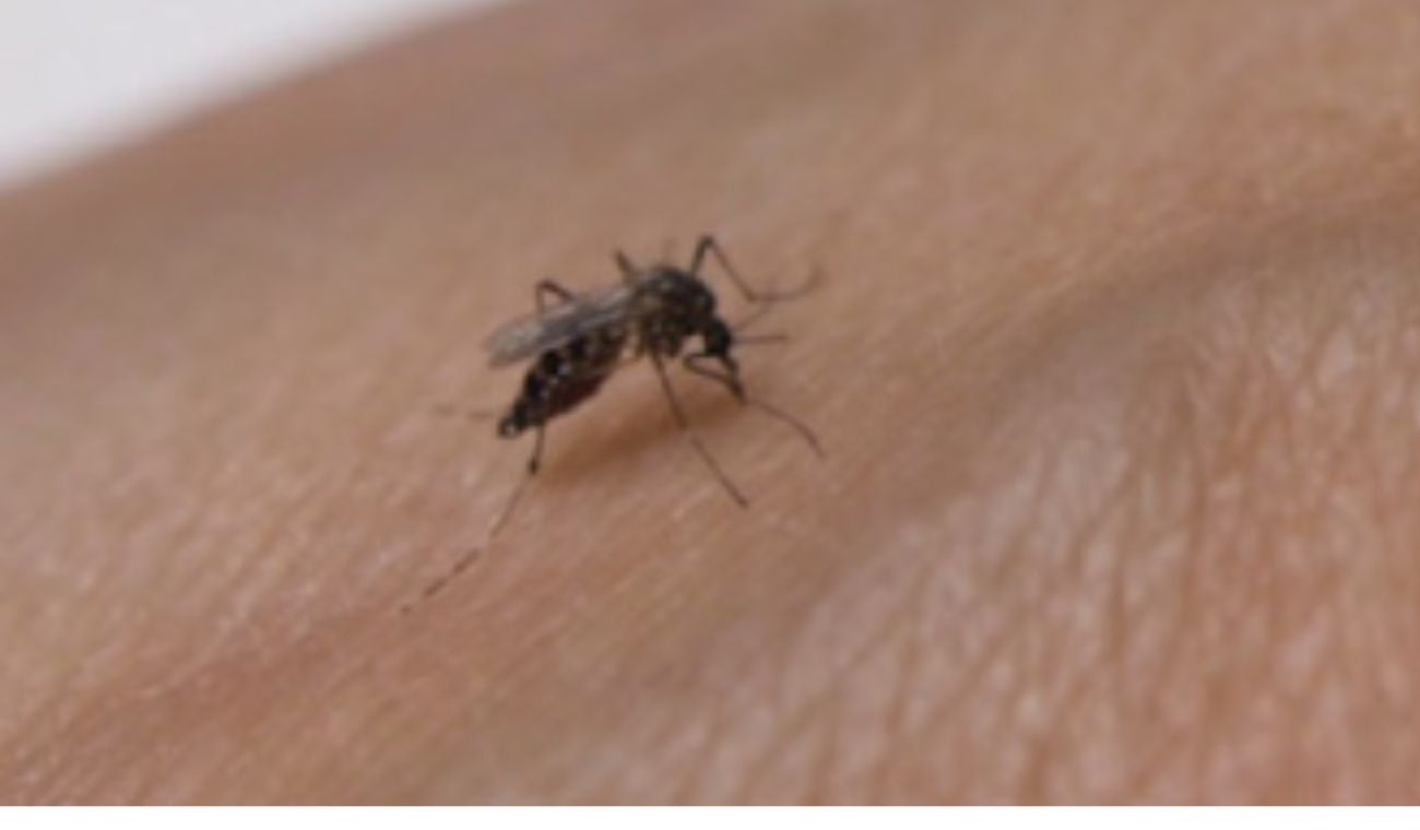 Dengue