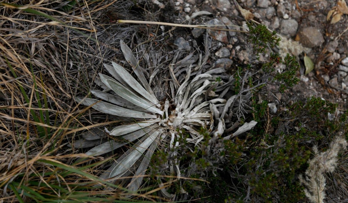 Frailejones