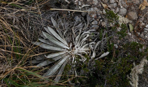 Frailejones